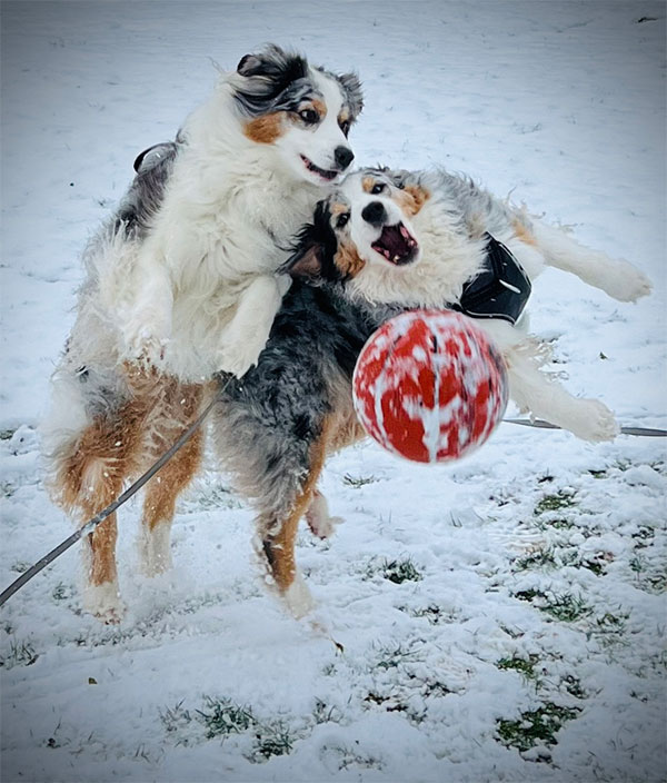 link and bodhi playing with a ball in the snow